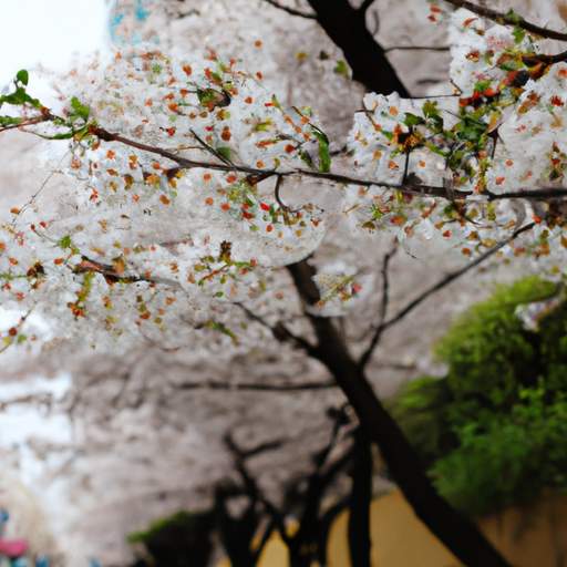 cherry blossoms, festivals, cultural events, springtime, South Korea
